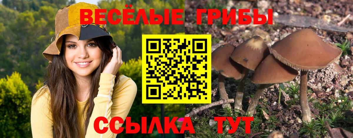 Псилоцибиновые грибы GOLDEN TEACHER  Вход с VPN  Усть-Илимск  Псилоцибиновые грибы GOLDEN TEACHER 